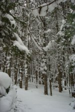 Snowy Trees